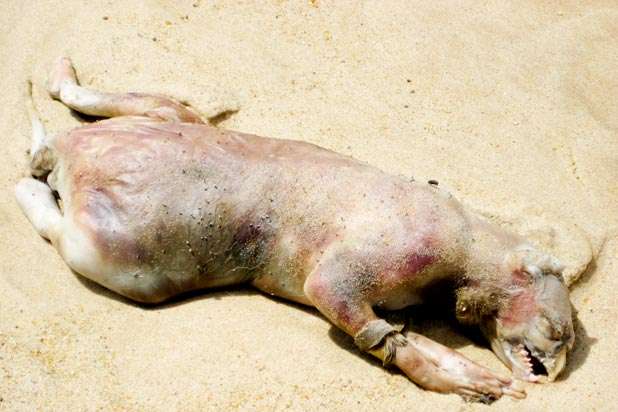 http://noprivatearmy.blogspot.com/2013/07/plum-island-and-montauk-monster.html